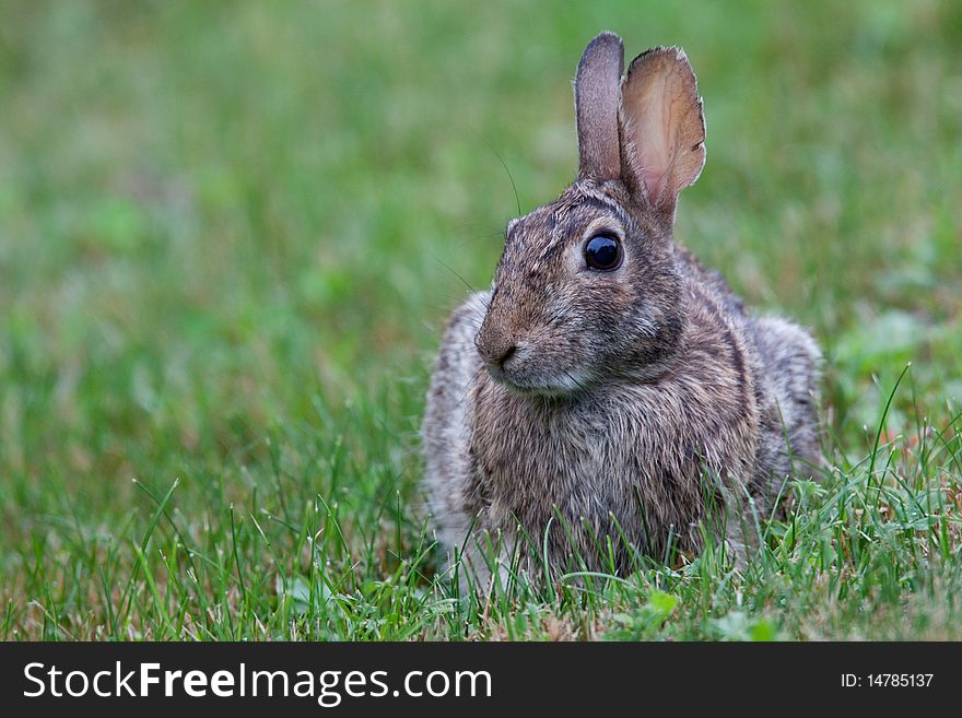 Wild Rabbit In Grass