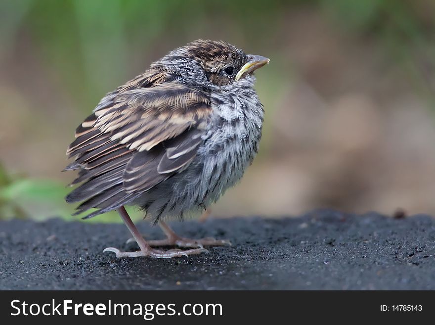 An adorable puffy baby sparrow fell out of it's nest and is waiting for it's mother to feed it