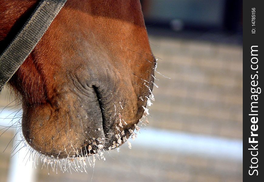 Horse nose close up in the winter. Horse nose close up in the winter