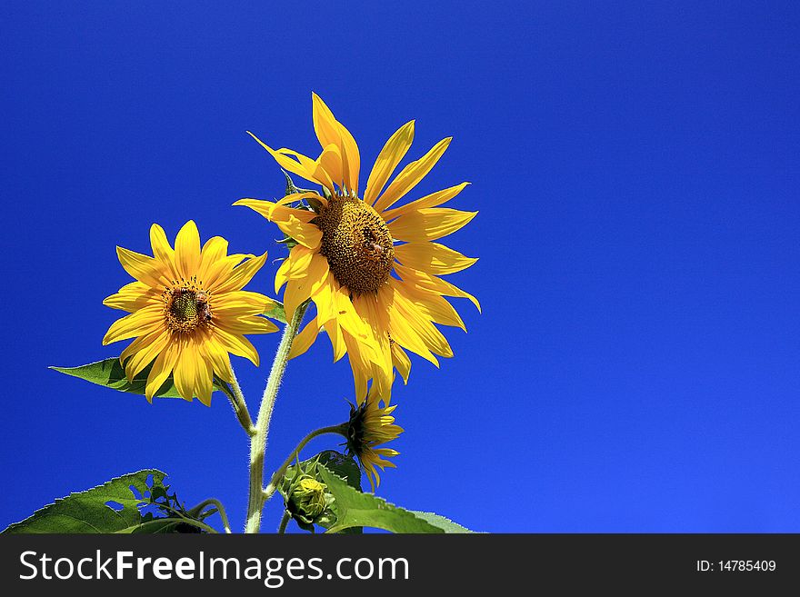 Sunflowers with blue sky background