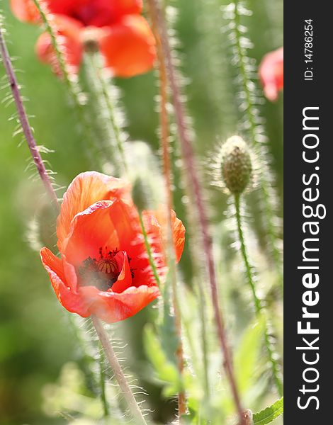 Beautiful red poppies on the field. Beautiful red poppies on the field