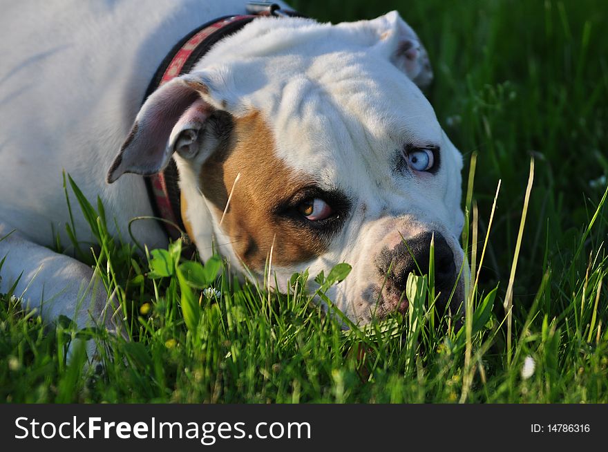 Tired american bulldog lying in the grass. Tired american bulldog lying in the grass