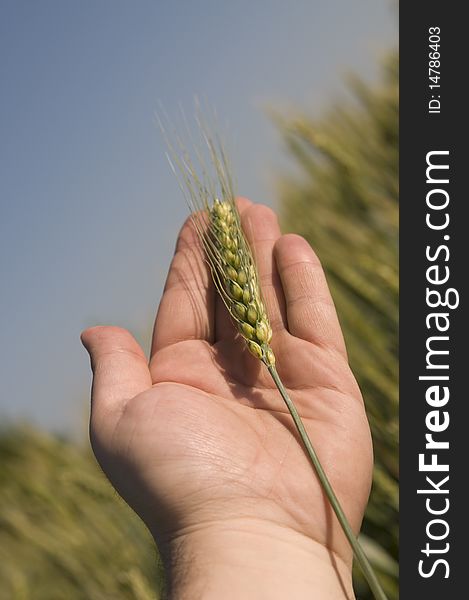 Closeup of ear of barley in a hand against field and sky. Closeup of ear of barley in a hand against field and sky