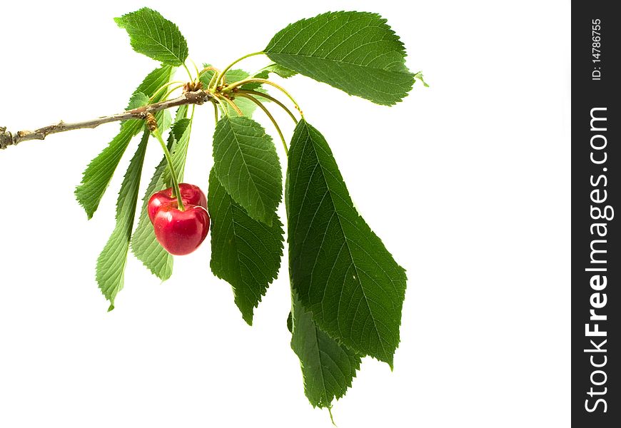 Two red ripe cherries on a branch with green leaves. Two red ripe cherries on a branch with green leaves