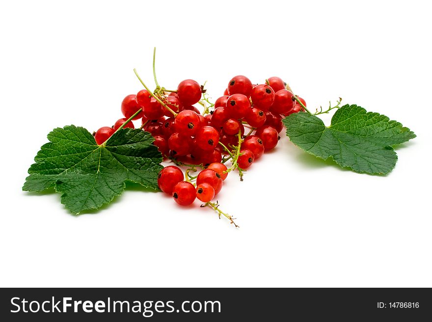 Red juicy currant on a white background