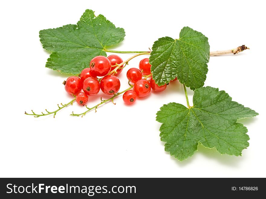 Red juicy currant on a white background