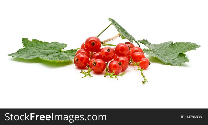 Red juicy currant on a white background