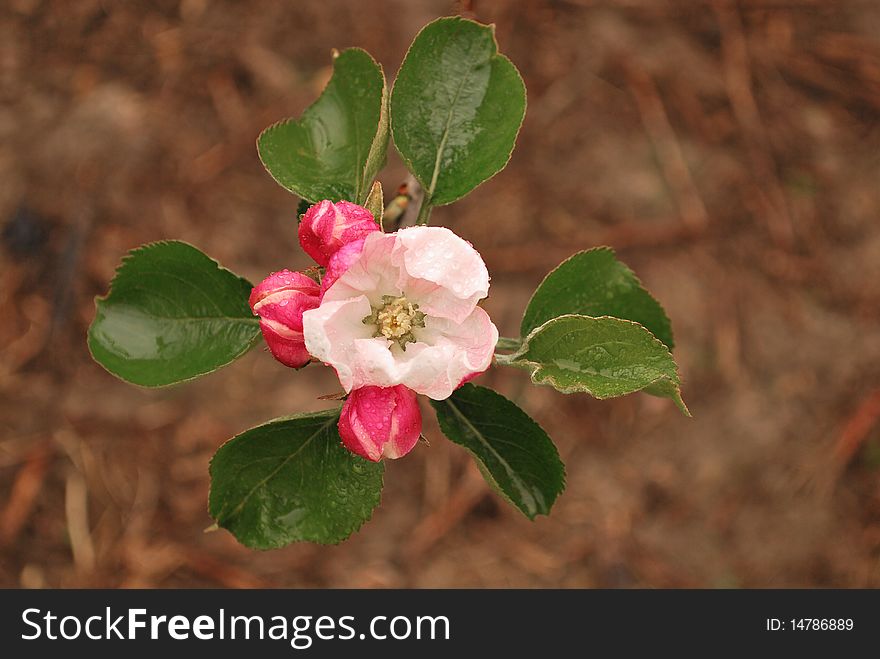 View of blossom from the apple tree, taken after rainfall. View of blossom from the apple tree, taken after rainfall.