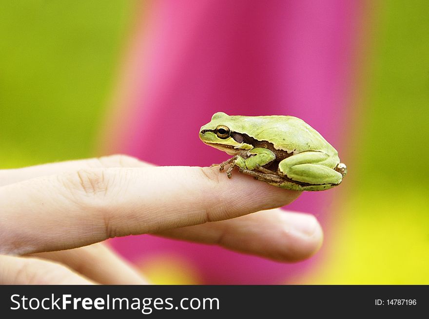 Cute small tree frog sitting quietly on a young girls finger with a pink background. Cute small tree frog sitting quietly on a young girls finger with a pink background