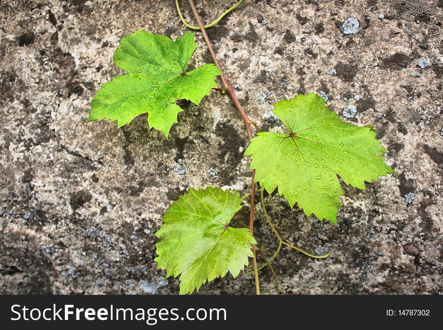 Photo of vine plant with stone wall in backgrou d
