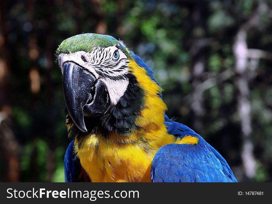 The big colourful parrot on a wilde nature