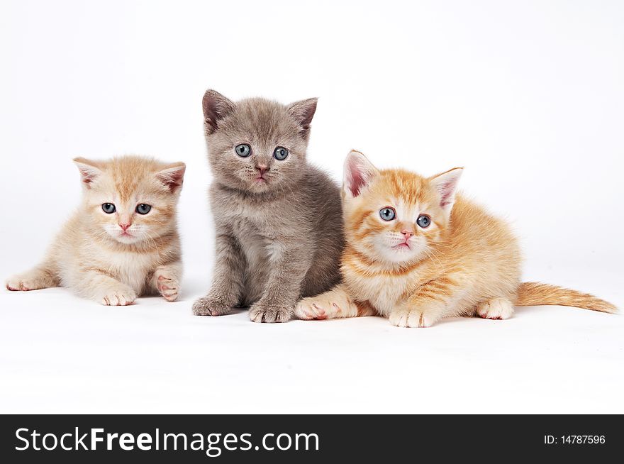Three sitting (lying) british shorthair kittens cat isolated. Three sitting (lying) british shorthair kittens cat isolated