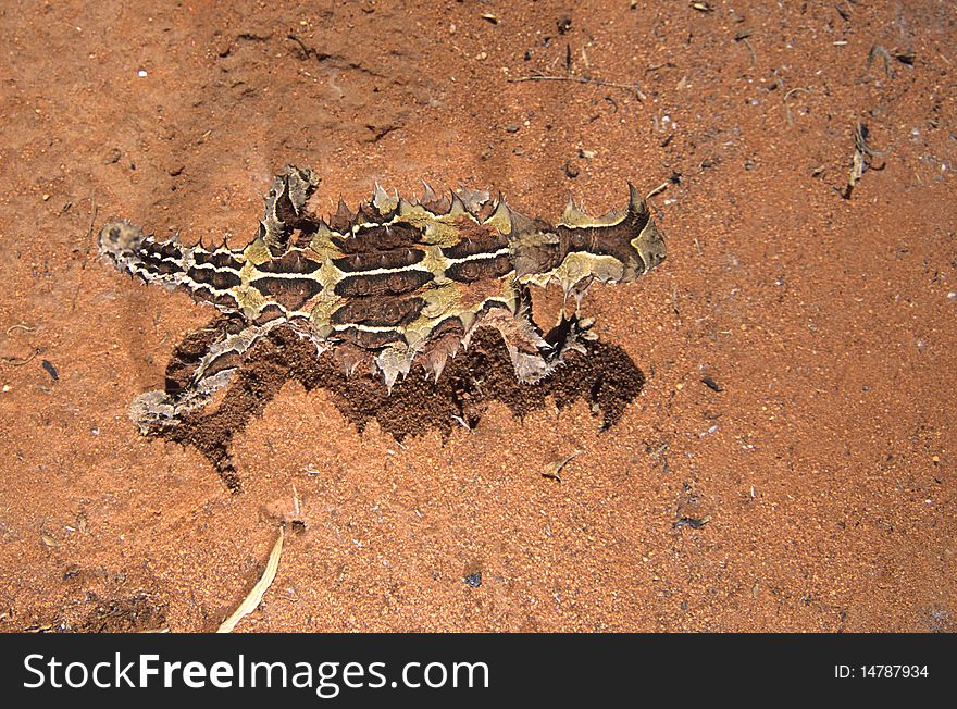 Thorny Devil in the Australian outback.