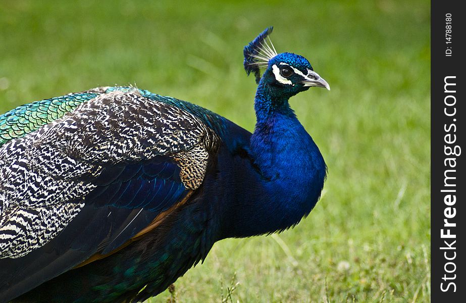 Close up of a male peacock