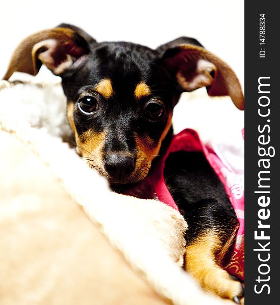 Half Dachshund, half Chihuahua puppy, also known as a Chiaweenie, with big floppy ears, laying down in a tan and white dog bed wearing a pink dress. Half Dachshund, half Chihuahua puppy, also known as a Chiaweenie, with big floppy ears, laying down in a tan and white dog bed wearing a pink dress.