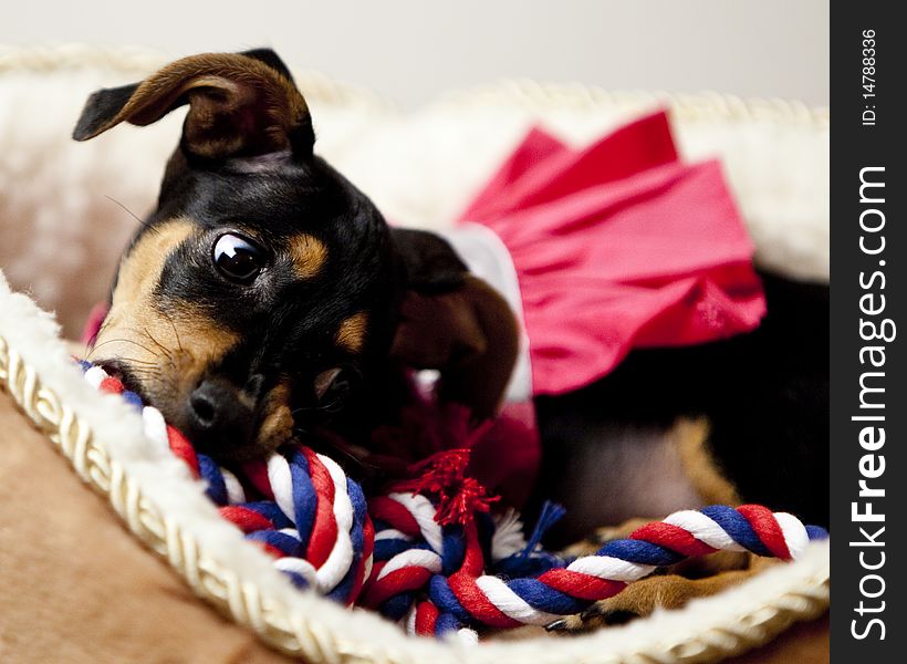 Half Dachshund, half Chihuahua puppy, also known as a Chiaweenie, with big floppy ears, laying down in a tan and white dog bed wearing a pink dress chewing on a red, white and blue chew toy. Half Dachshund, half Chihuahua puppy, also known as a Chiaweenie, with big floppy ears, laying down in a tan and white dog bed wearing a pink dress chewing on a red, white and blue chew toy.
