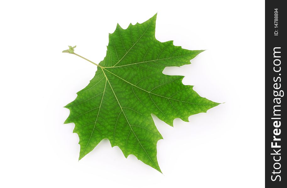 Plane Tree Leaf