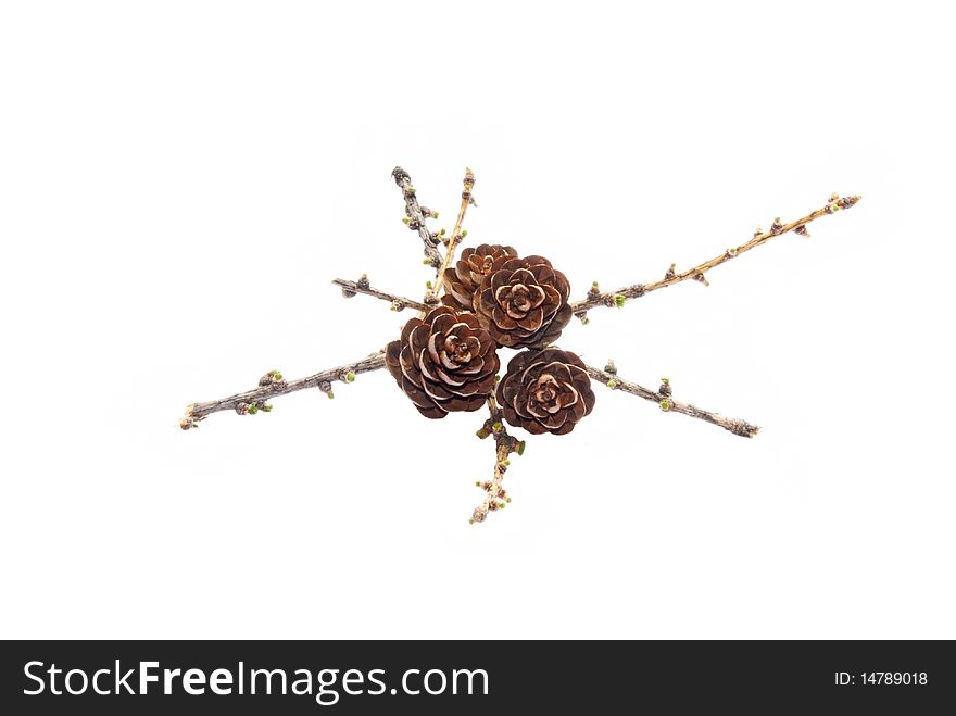 Cones larches on a white background