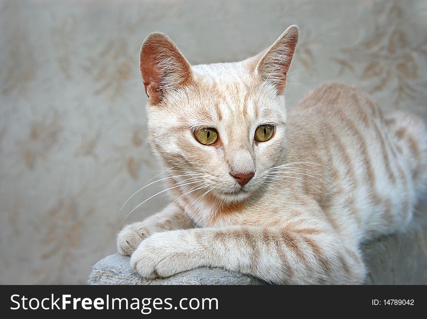 Tawny cat sitting on sofa.