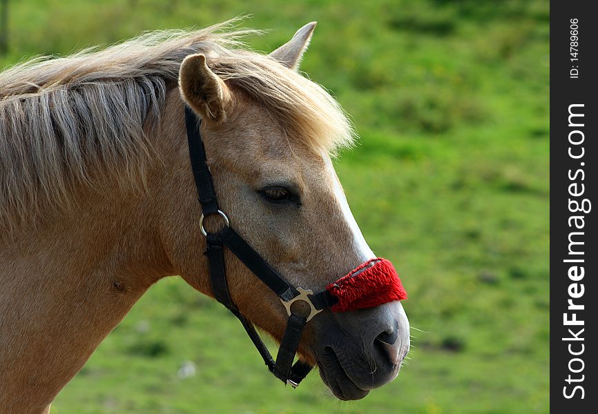 Brown horse wtih red halter with green background