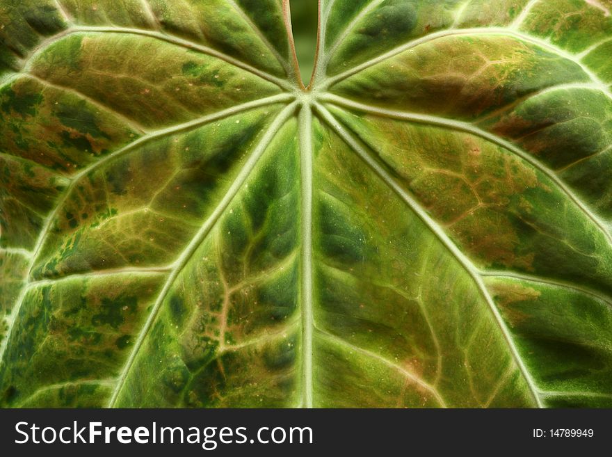Ripened leaf with veins and different color patches. Ripened leaf with veins and different color patches