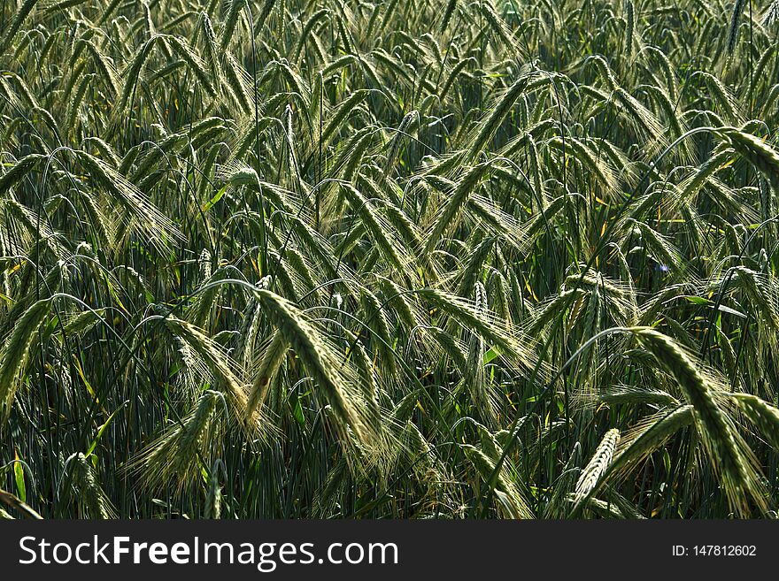 Green field in the farmland In summer