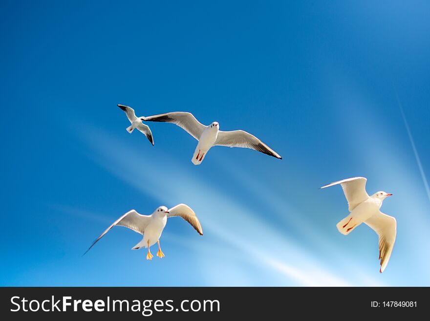 Seagulls are  flying in sky as a background. Seagulls are  flying in sky as a background