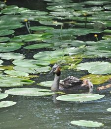 Crested Grebe Bird Stock Photography Crested Grebe Bird Stock Photography