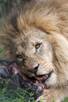 Lion Eating Stock Images