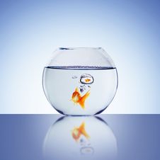 Goldfish Swim Stock Images