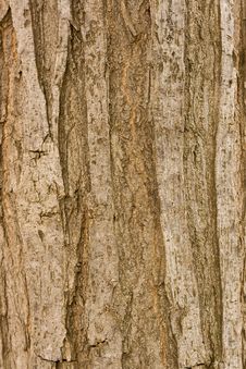 Free Bark Stock Photos - 14799403