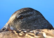 Vigilant Duck Eye Stock Image