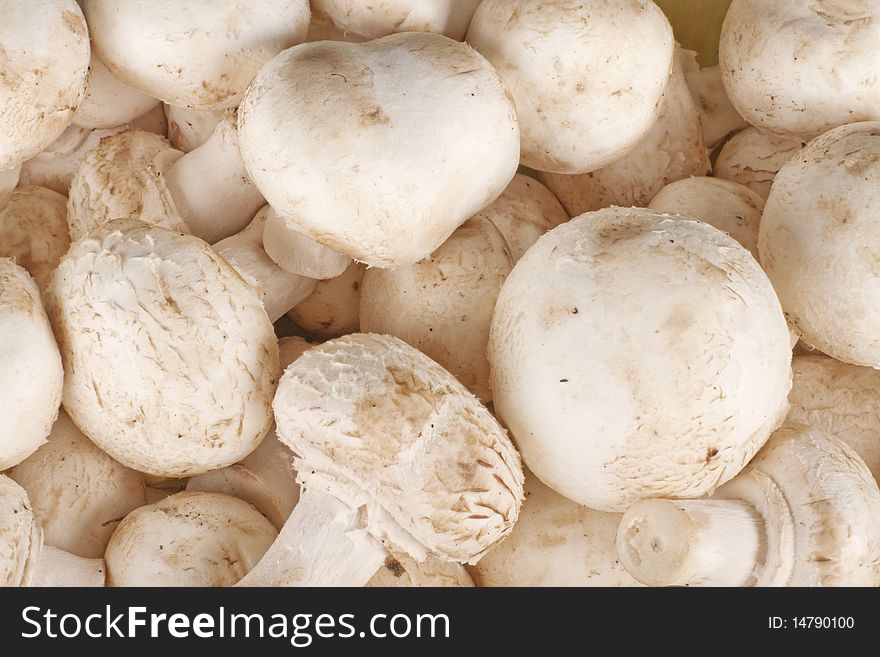 White fresh champinions mushroom background. White fresh champinions mushroom background