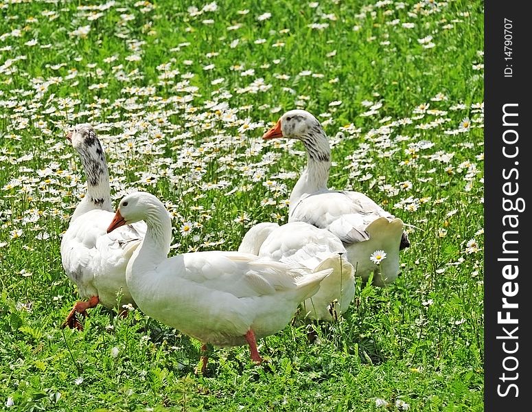 Geese on meadow with daisies