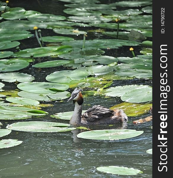 Crested grebe bird on a pond