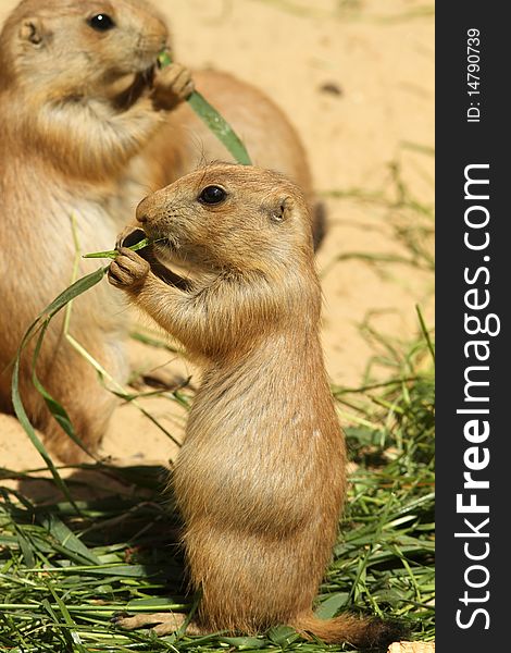 Baby Prairie Dog Eating Grass