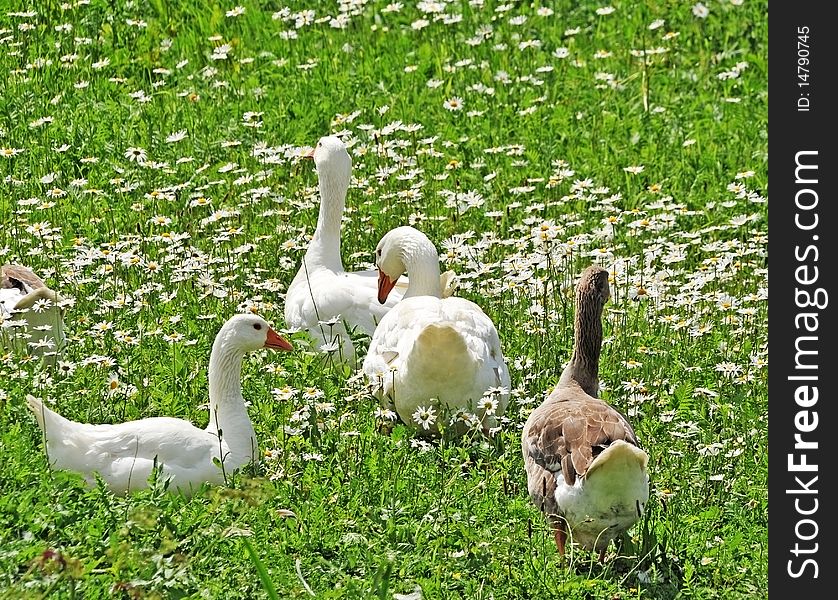 White geese on spring meadow with daisies flowers