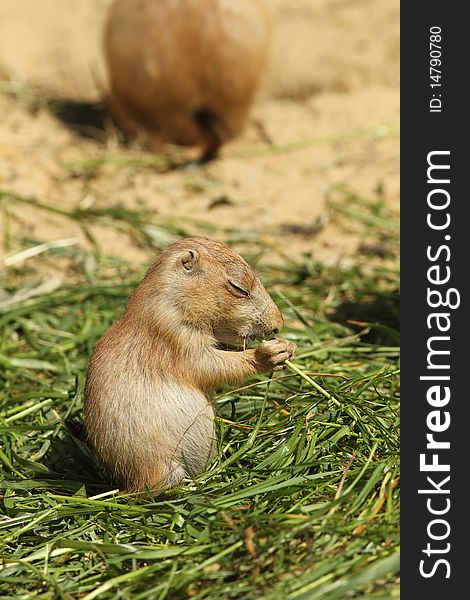 Baby prairie dog eating grass