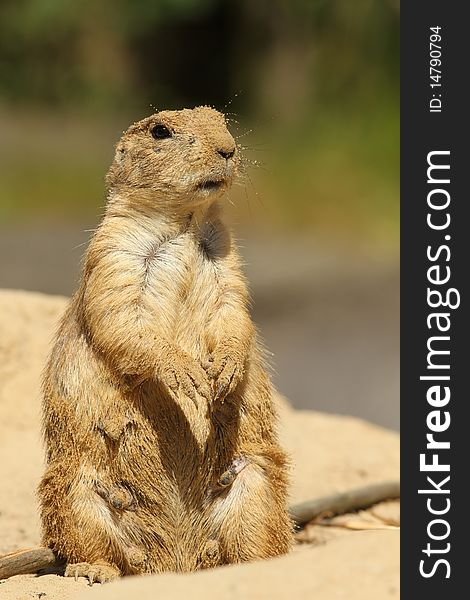 Animals: Prairie dog coverd with sand standing upright