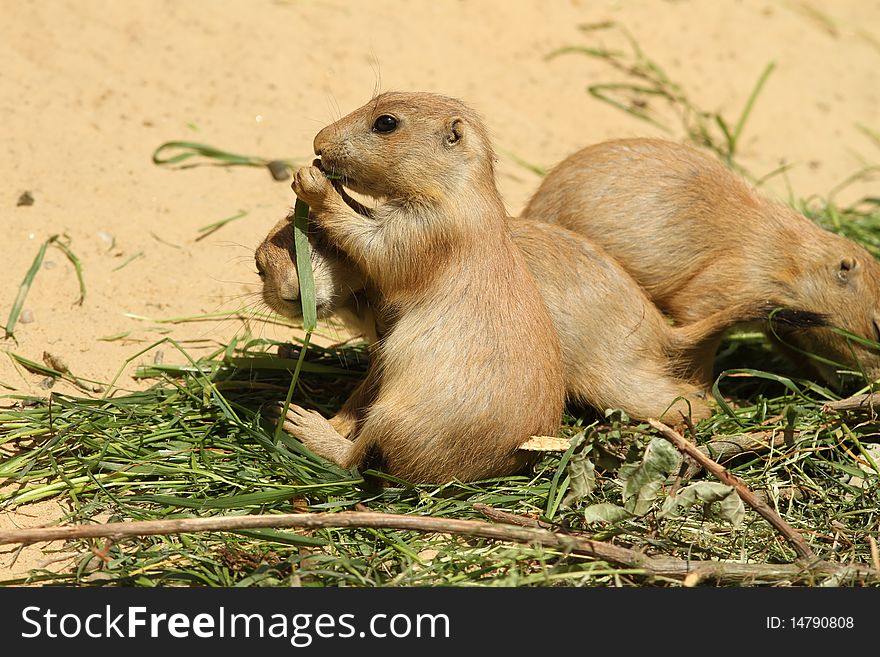 Baby Prairie Dog Eating Grass