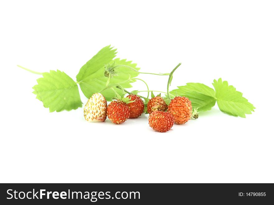 Wild strawberries and green leaves isolated on white background. Wild strawberries and green leaves isolated on white background.