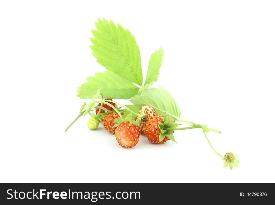 Wild strawberries and green leaves isolated on white background. Wild strawberries and green leaves isolated on white background.