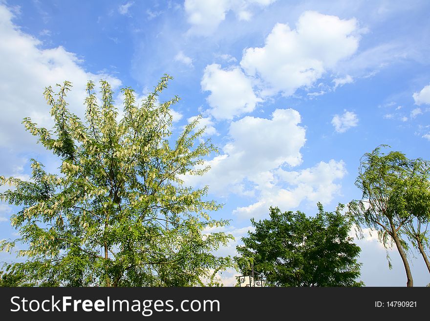 Green trees under the blue sky and white clouds. Green trees under the blue sky and white clouds