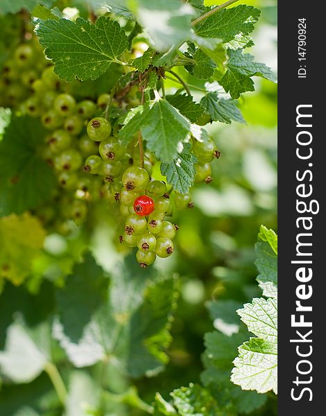 Several green unripe currants and one red ripe currant on shrub. Several green unripe currants and one red ripe currant on shrub