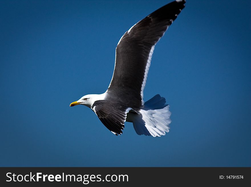 Sea gull in flight over the Serpentine