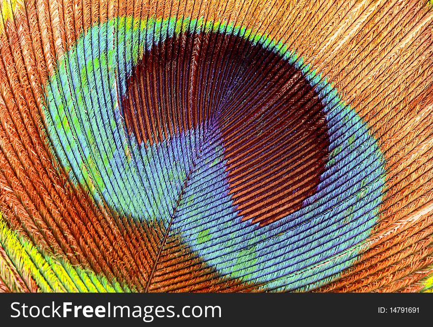 Detail of the middle of a peacock feather taken as a magnified closeup. Detail of the middle of a peacock feather taken as a magnified closeup.