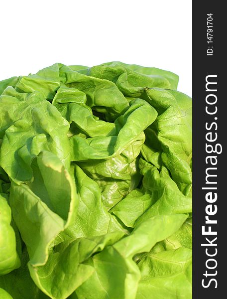 Fresh green salad lettuce on a white background