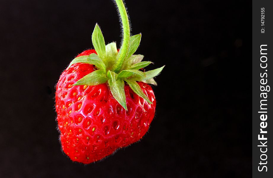 Exempt individuals from strawberry black background.