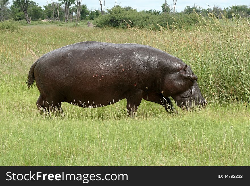 Hippopotamus On Land In The Okavango