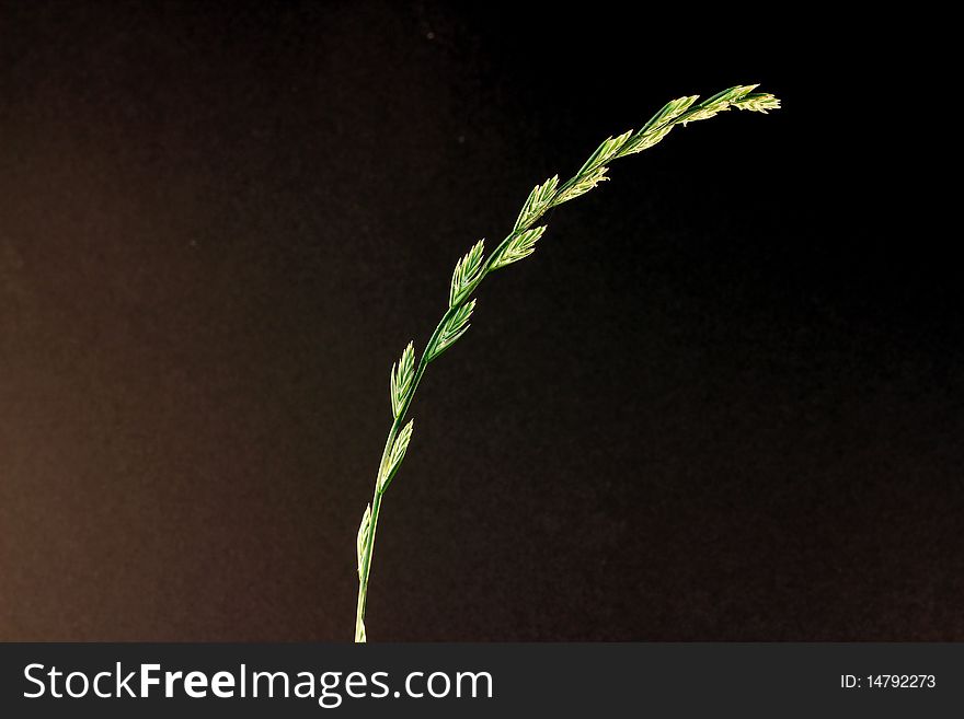 Single blade of grass in front of free black background,